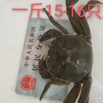大量供应大闸蟹基地直发