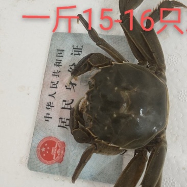 大量供应大闸蟹基地直发
