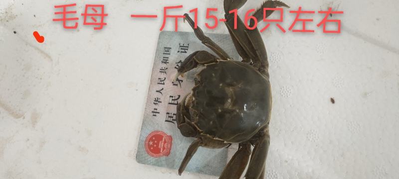 大量供应大闸蟹基地直发