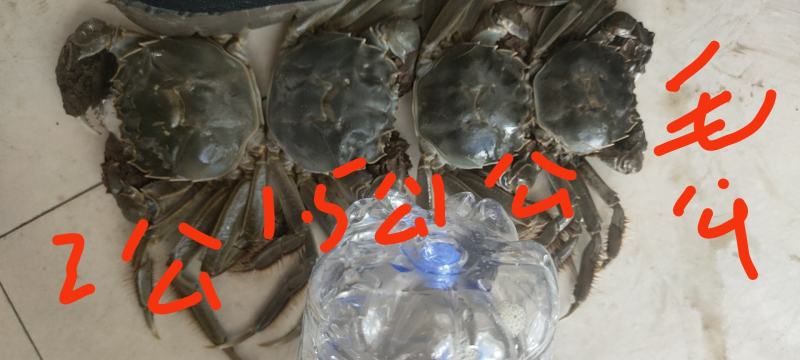 大量供应大闸蟹基地直发