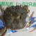 大量供应大闸蟹基地直发
