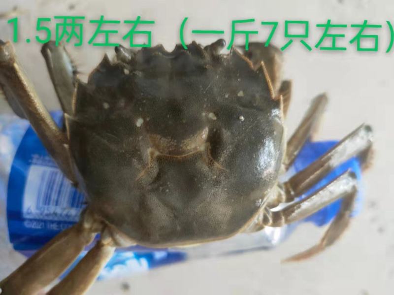 大量供应大闸蟹基地直发