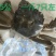 大量供应大闸蟹基地直发