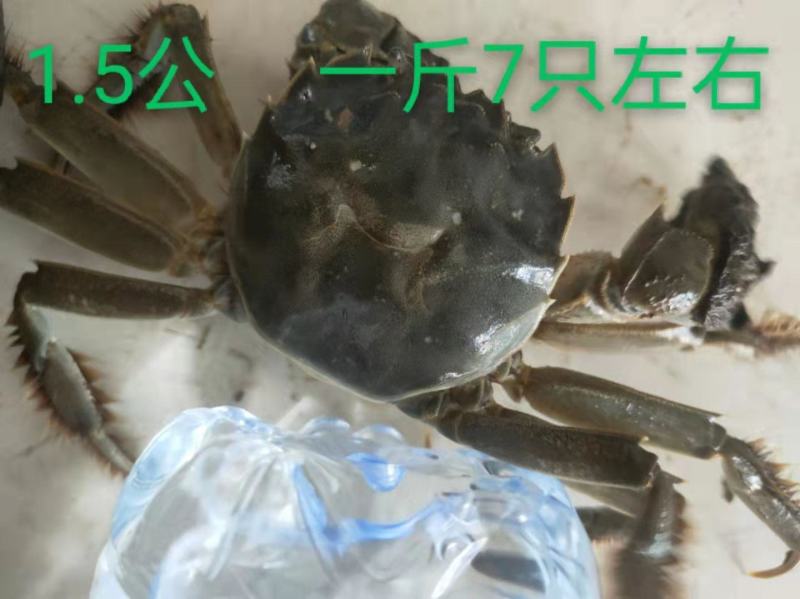 大量供应大闸蟹基地直发