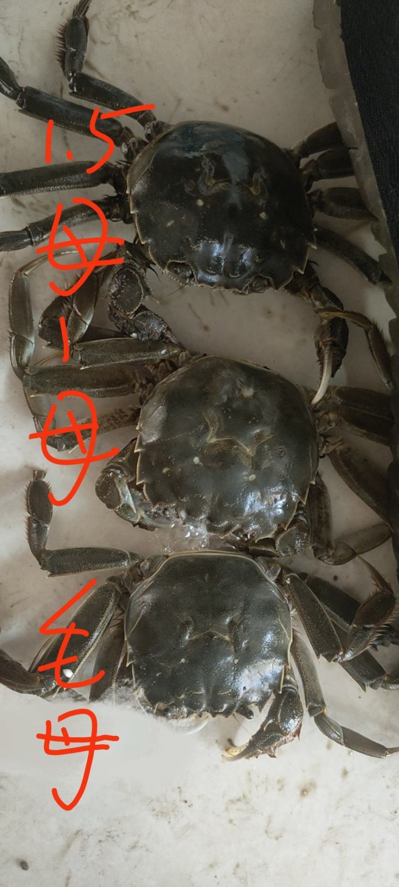 大量供应大闸蟹基地直发