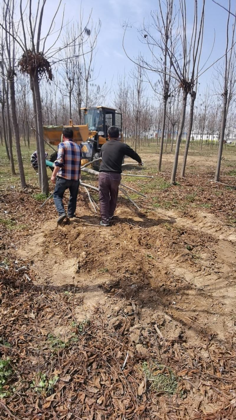 白蜡树规格齐全速生白蜡河南省周口市大型基地