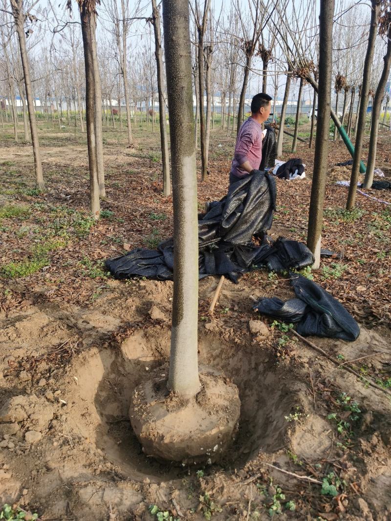 白蜡树规格齐全速生白蜡河南省周口市大型基地
