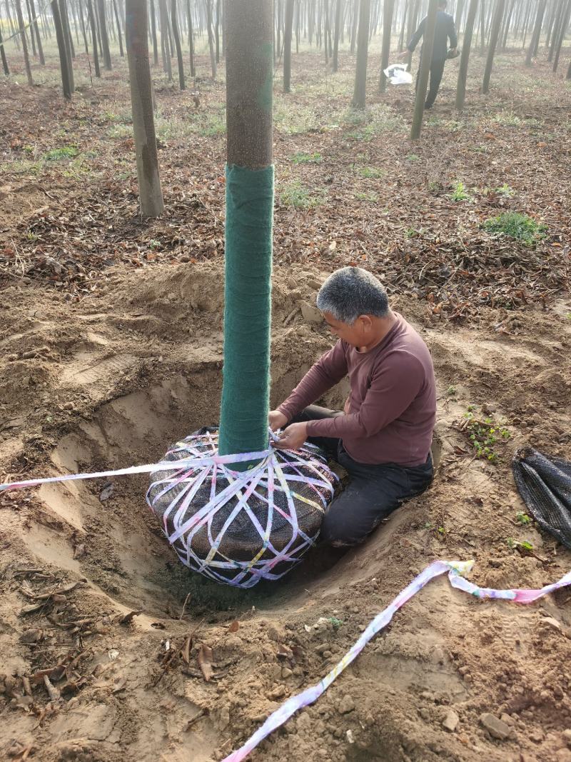 白蜡树规格齐全速生白蜡河南省周口市大型基地