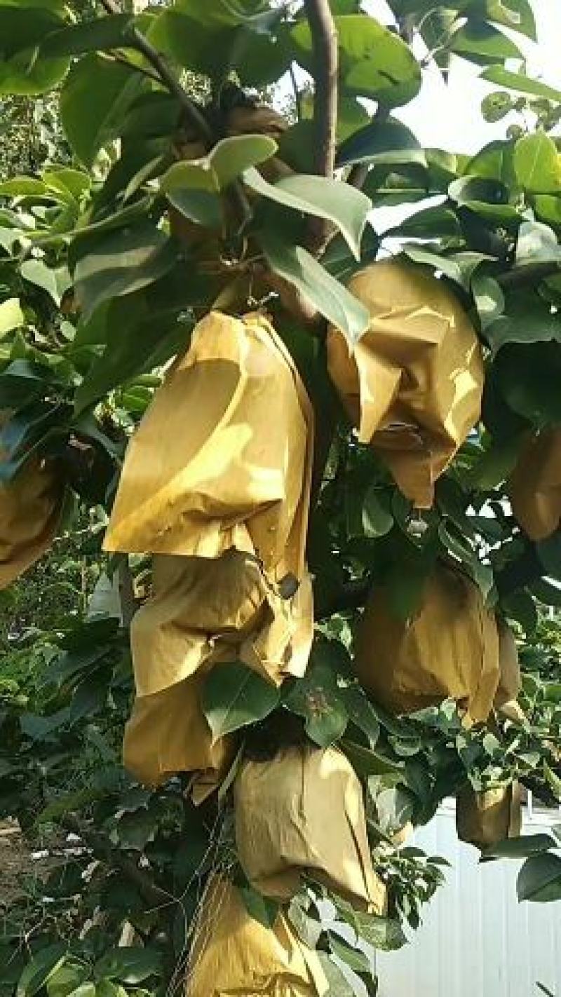 精品晚秋黄梨