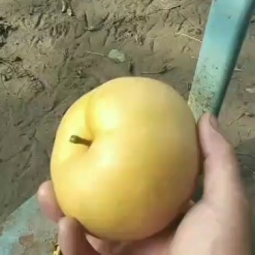 精品晚秋黄梨