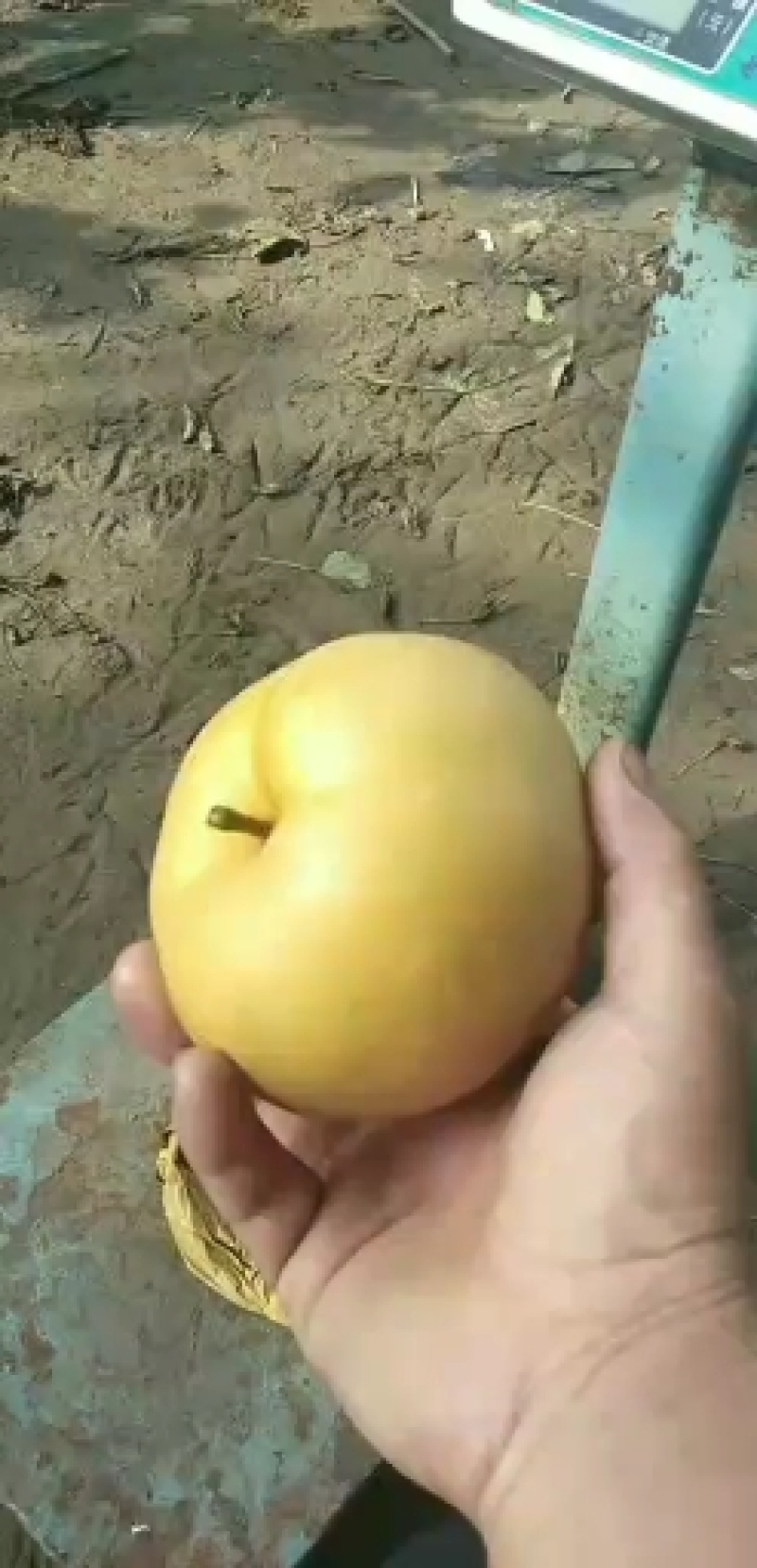 精品晚秋黄梨