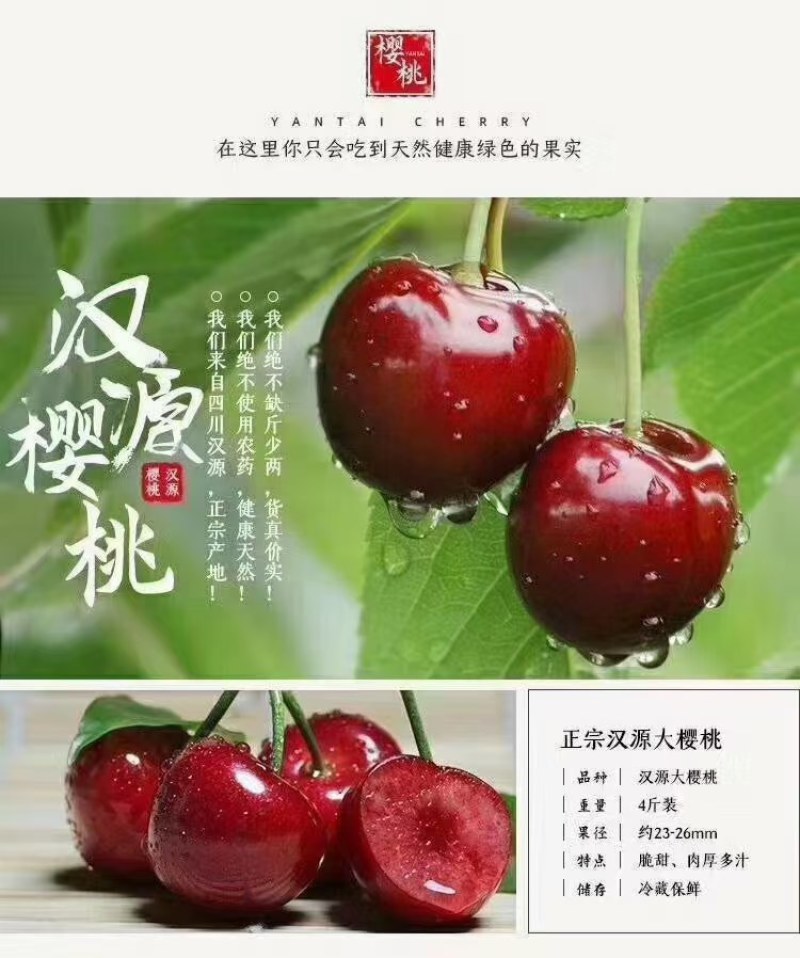 大樱桃苗美早，齐早，布鲁克斯，蜀聚红
