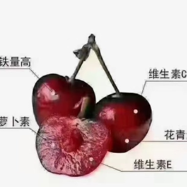 大樱桃苗美早，齐早，布鲁克斯，蜀聚红