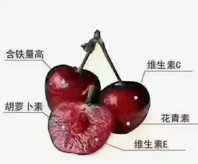 大樱桃苗美早，齐早，布鲁克斯，蜀聚红