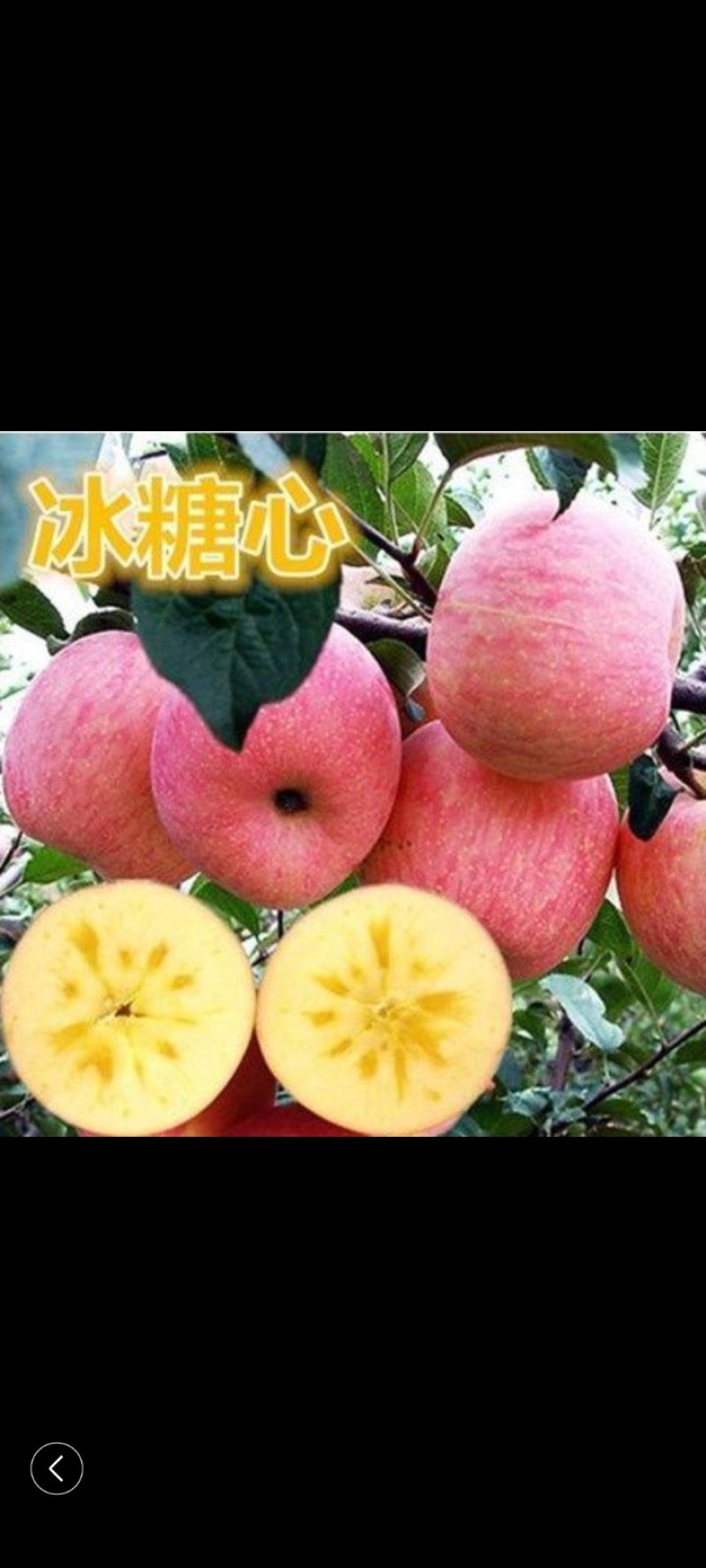 苹果苗冰糖心红富士苗保证品种质量