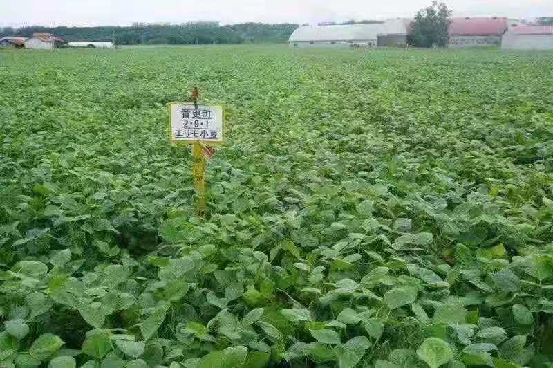 红豆，红小豆，珍珠红，农安红，食品级红小豆。