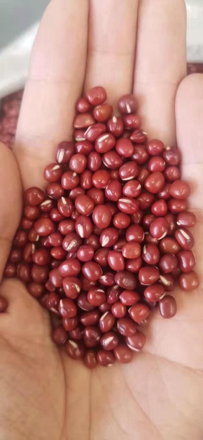 红豆，红小豆，珍珠红，农安红，食品级红小豆。