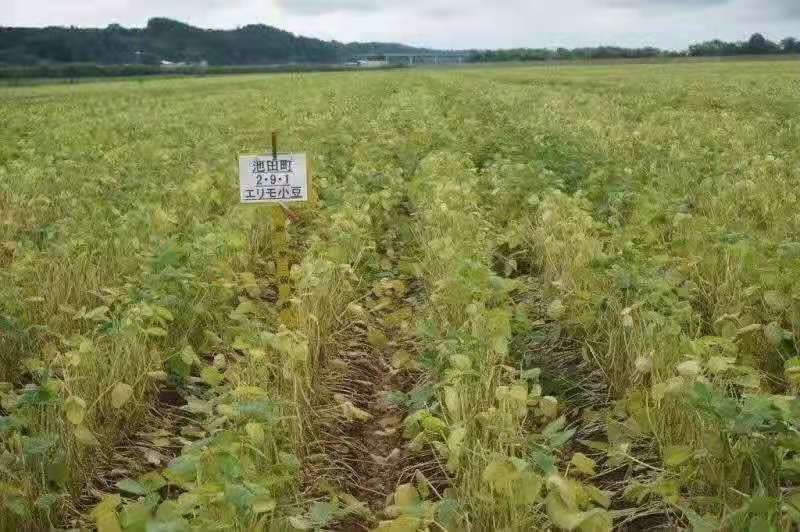 红豆，红小豆，珍珠红，农安红，食品级红小豆。