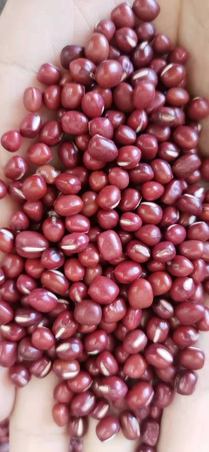 红豆，红小豆，珍珠红，农安红，食品级红小豆。