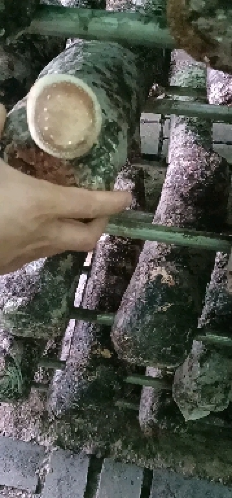 鲜香菇808