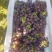 巨峰葡萄软枝巨峰不掉粒口感纯甜产地晋州