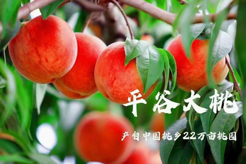 北京平谷大桃24号水蜜桃，自家果园种植，安全卫生。