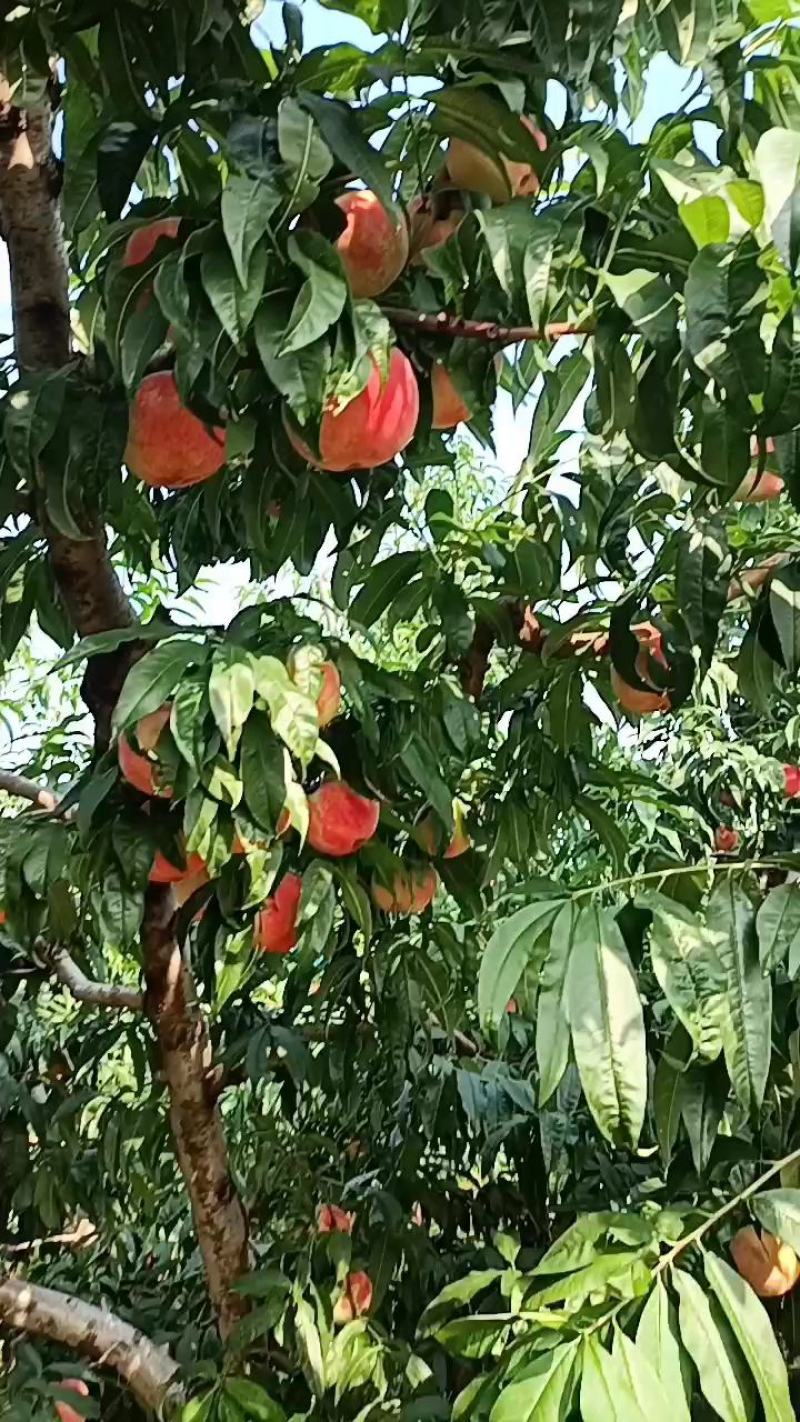 北京平谷大桃24号水蜜桃，自家果园种植，安全卫生。