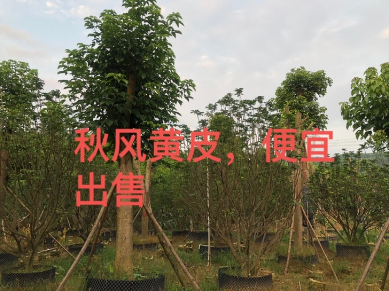 黄皮果树假植苗精品黄皮3米至3.5米各种规格