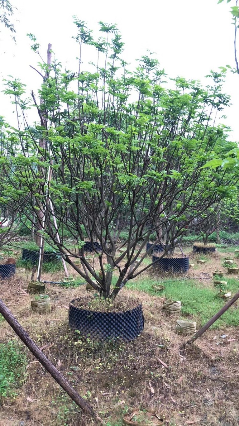 黄皮果树假植苗精品黄皮3米至3.5米各种规格