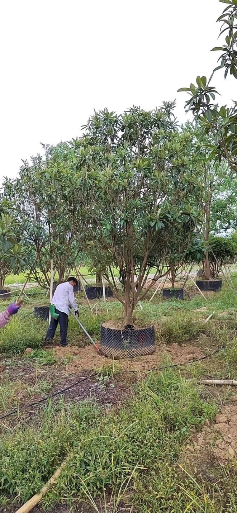 黄皮果树假植苗精品黄皮3米至3.5米各种规格