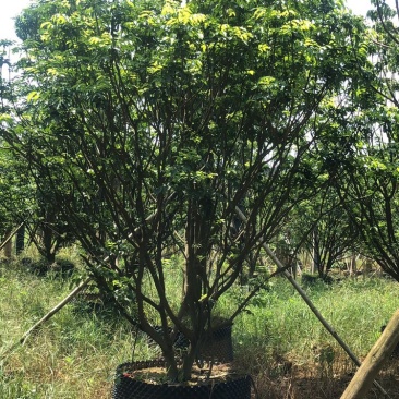 黄皮果树假植苗精品黄皮3米至3.5米各种规格