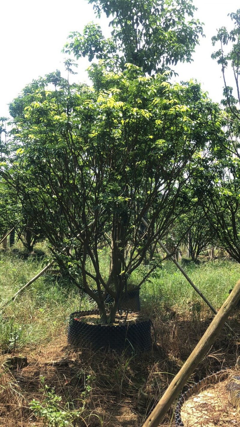 黄皮果树假植苗精品黄皮3米至3.5米各种规格