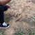 红薯