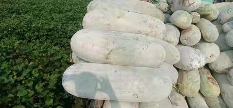 东瓜，东瓜基地！欢迎新老客户前来选购！根据客户的需要加工