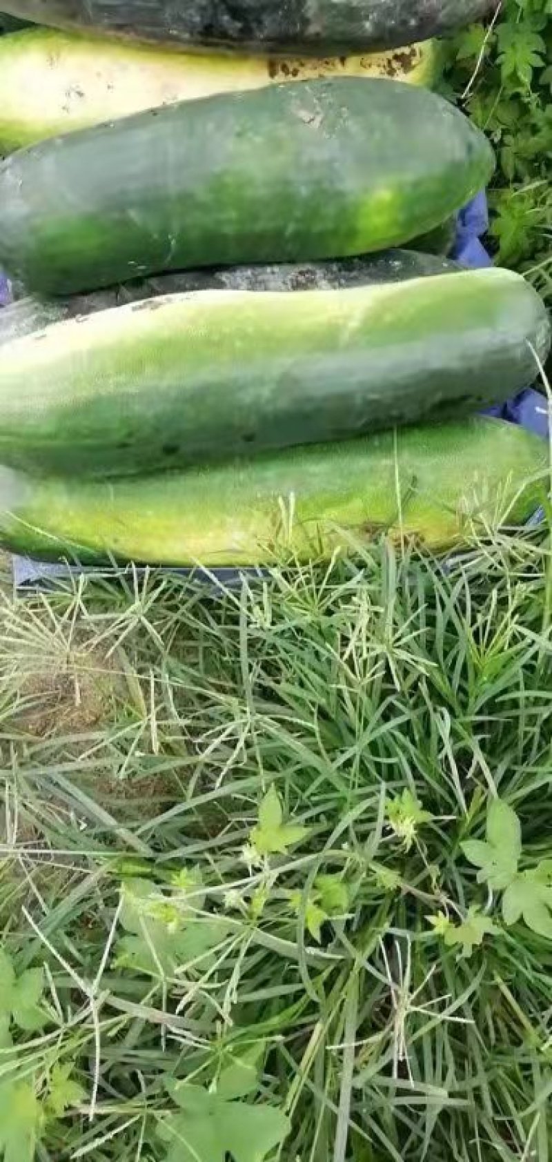 东瓜，东瓜基地！欢迎新老客户前来选购！根据客户的需要加工