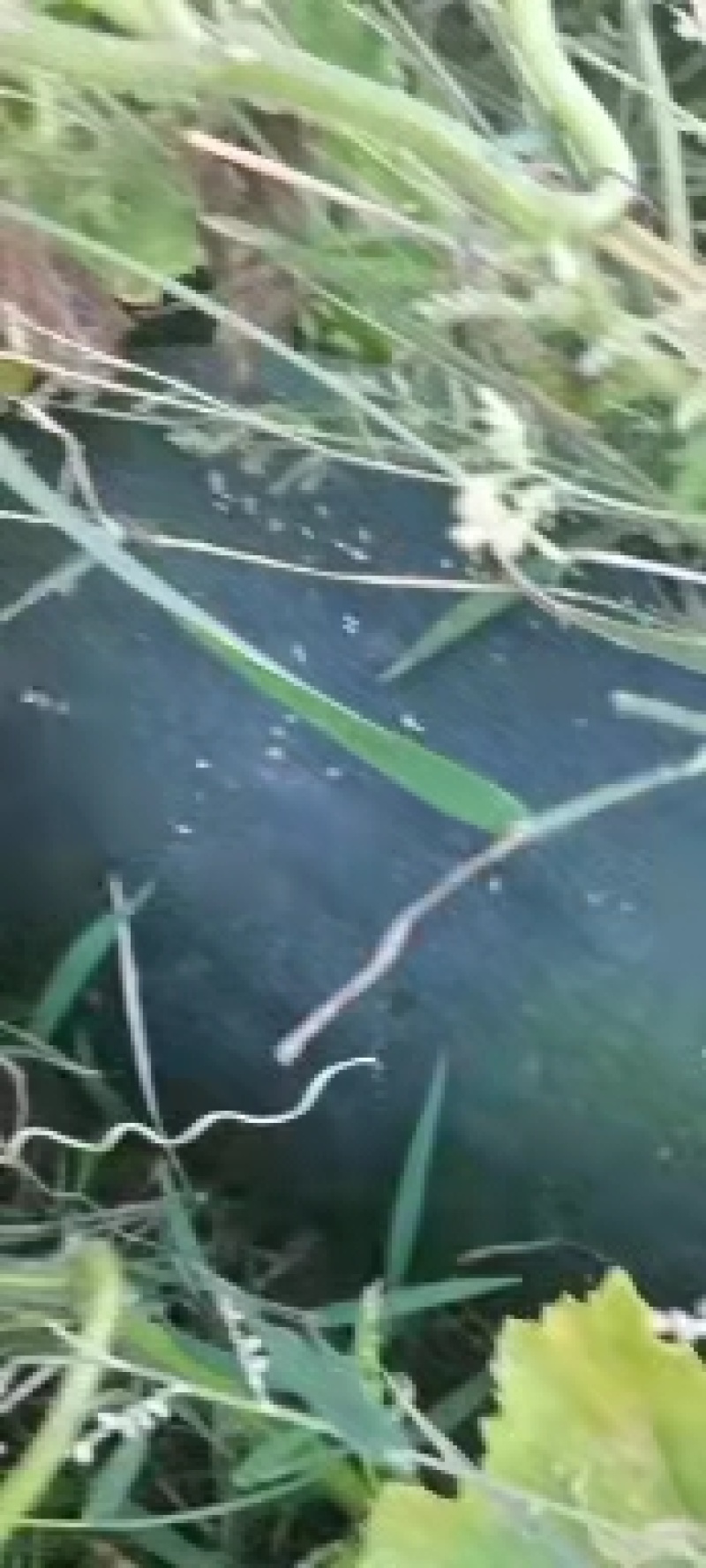 东瓜，东瓜基地！欢迎新老客户前来选购！根据客户的需要加工