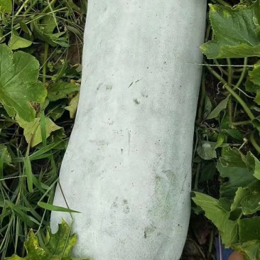 东瓜，东瓜基地！欢迎新老客户前来选购！根据客户的需要加工