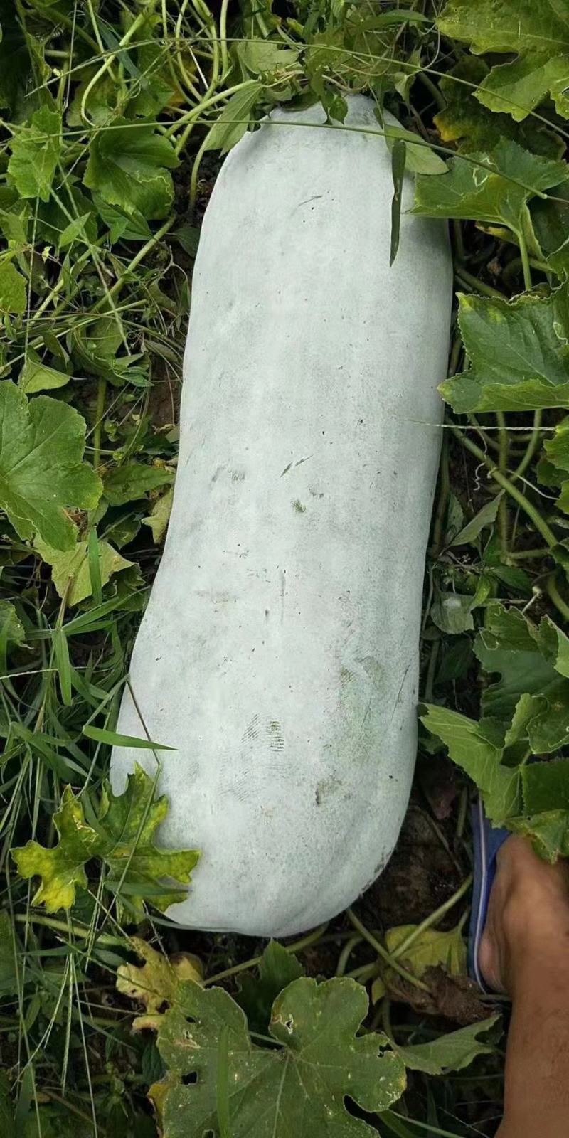 东瓜，东瓜基地！欢迎新老客户前来选购！根据客户的需要加工