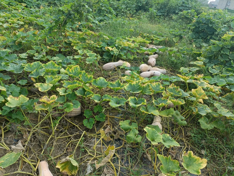 想要的可以电话联系