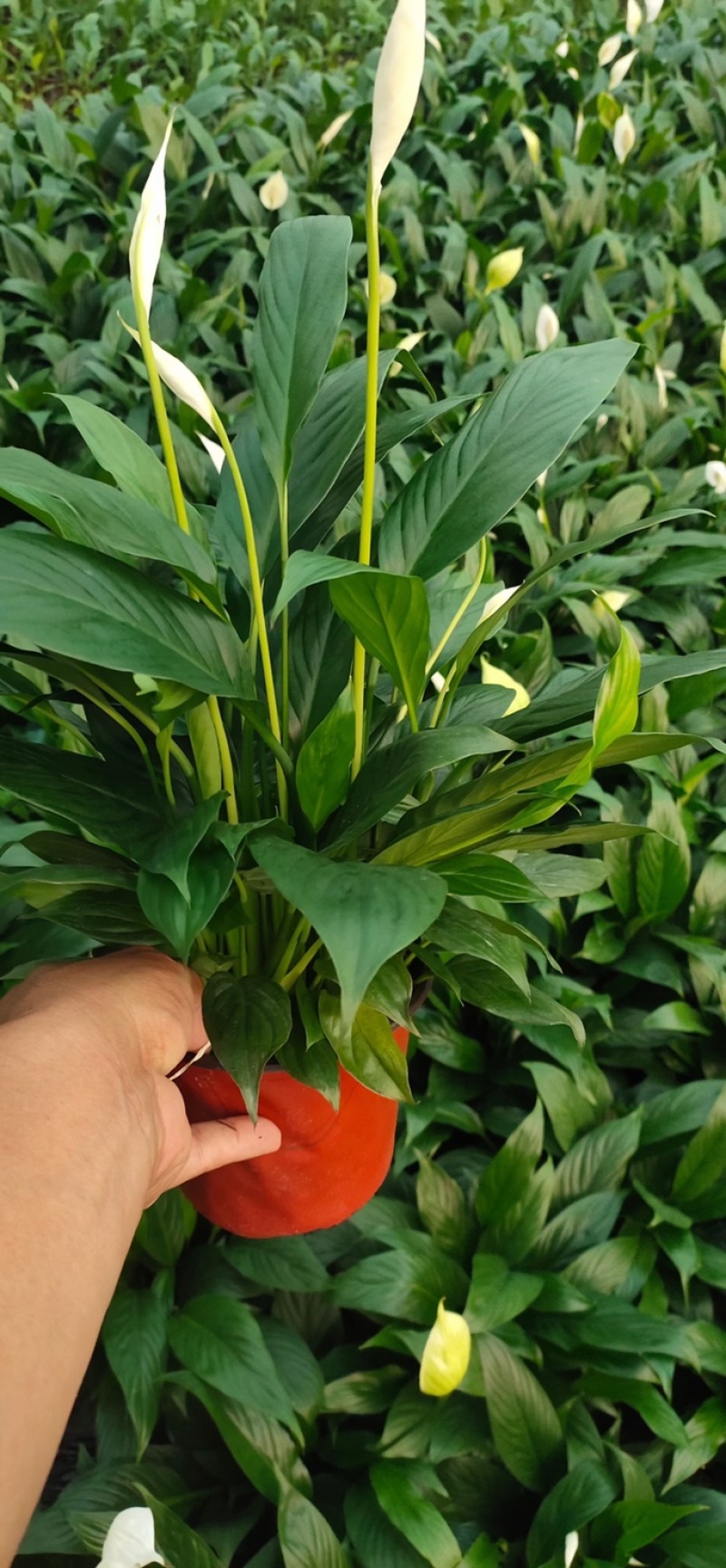 白掌观赏植物花卉欢迎订购盆景优美宜养活值得信赖