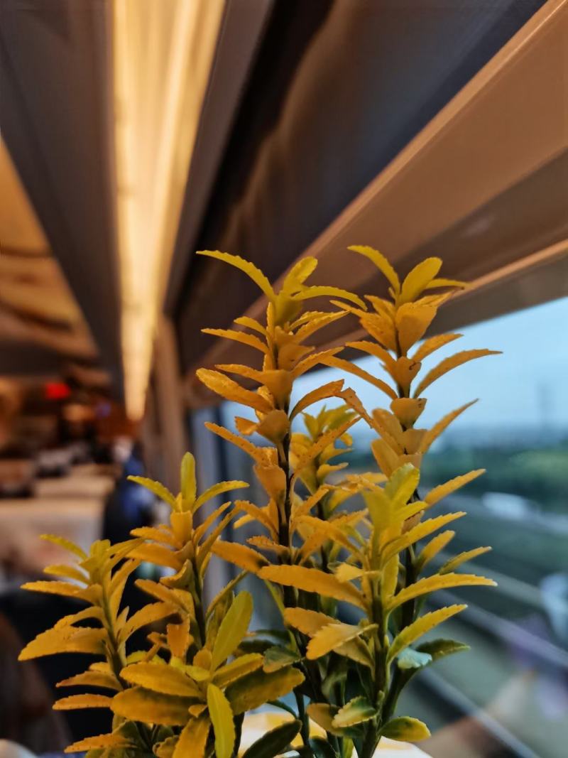 黄金卫矛（四季金黄不落叶，耐寒性强，根系发达）