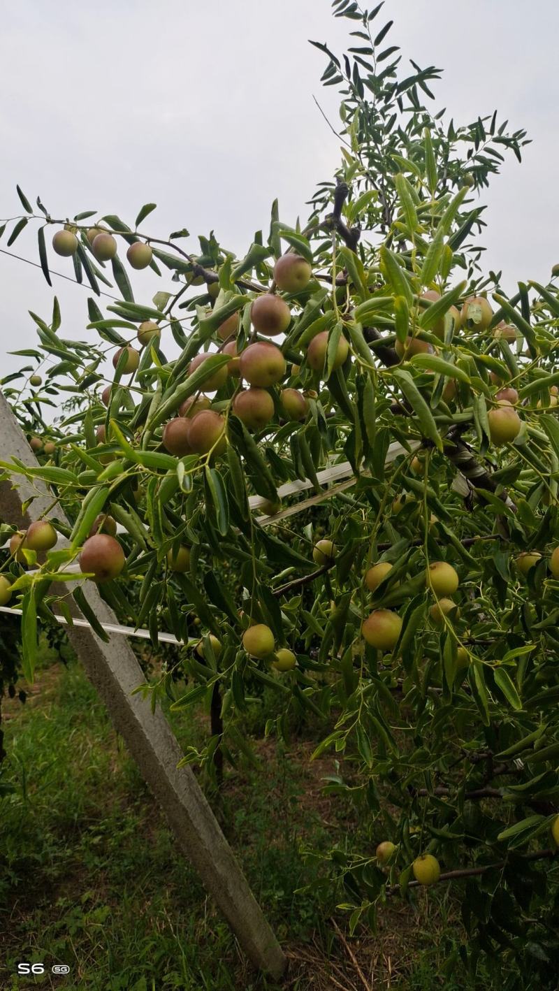 精品大荔冬枣，诚市场接各地客商，及各大电商，均可一件代发