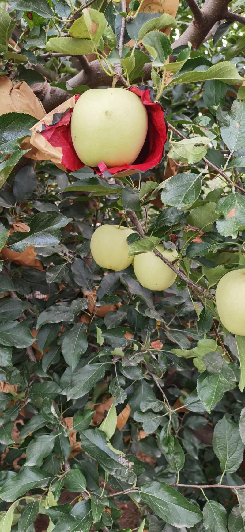 辽南地区精品甜黄元帅苹果大量上市，产地直发，每斤0.8元