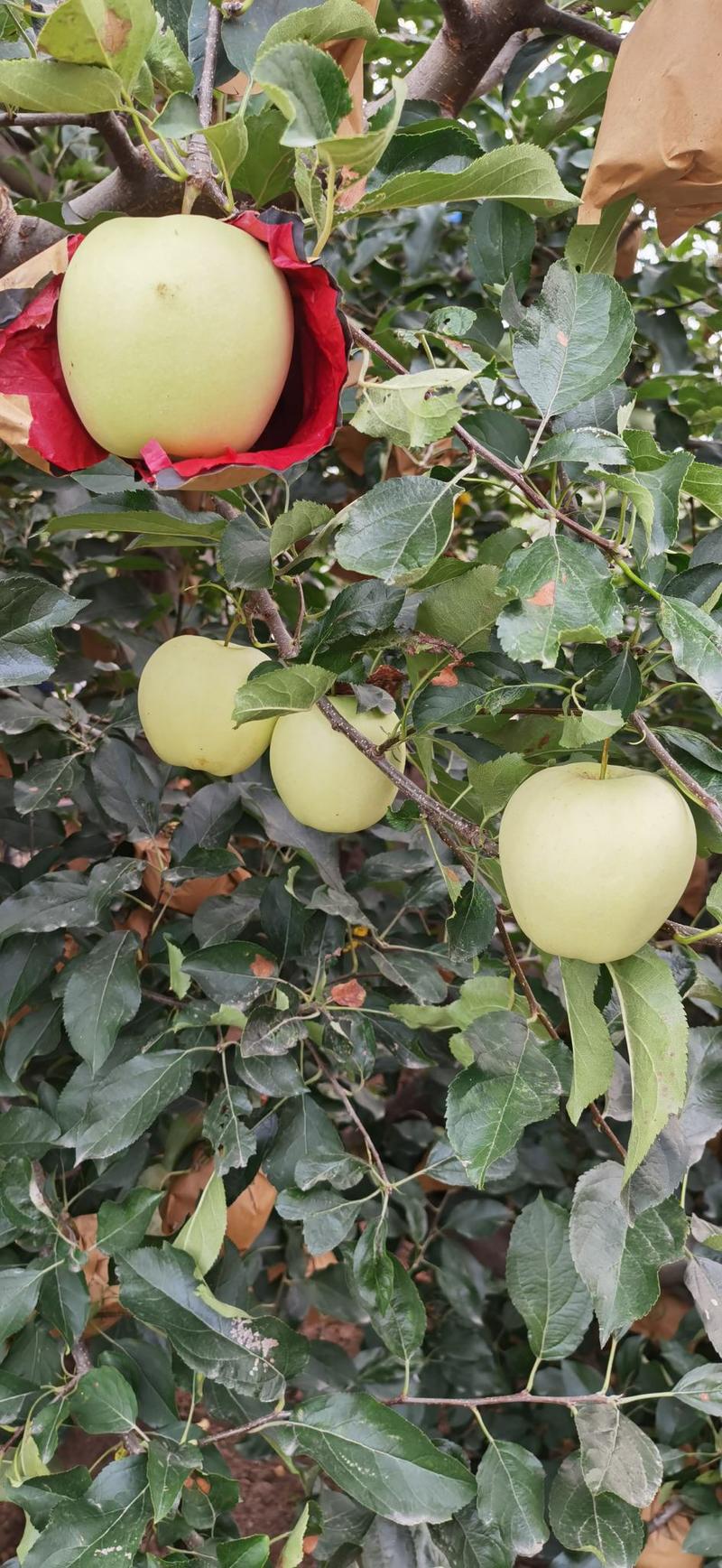 辽南地区精品甜黄元帅苹果大量上市，产地直发，每斤0.8元
