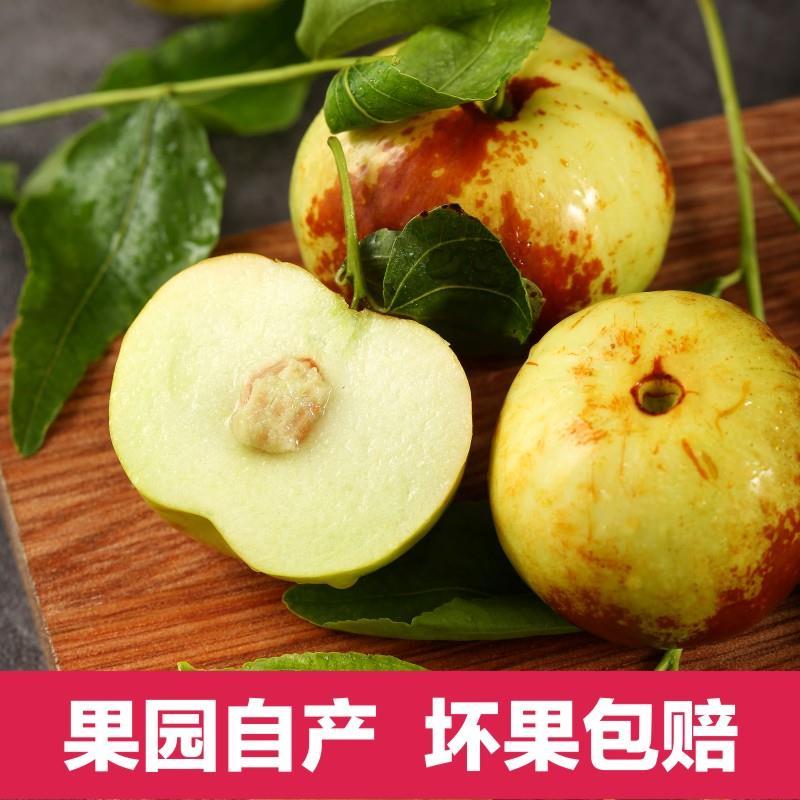 正宗蟠枣苗新地育苗，手工拔草。根系发达，品种纯正