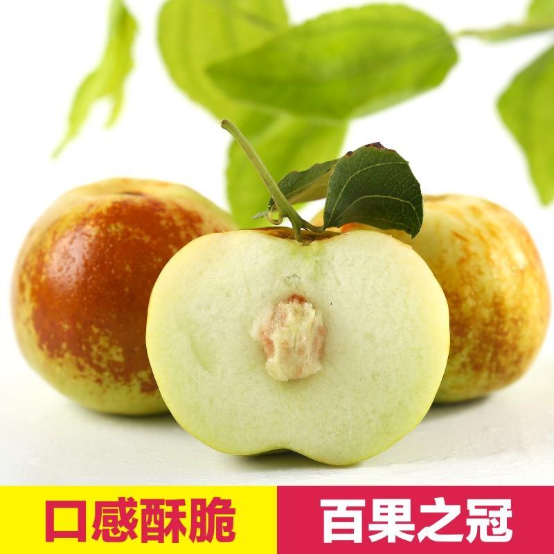 正宗蟠枣苗新地育苗，手工拔草。根系发达，品种纯正
