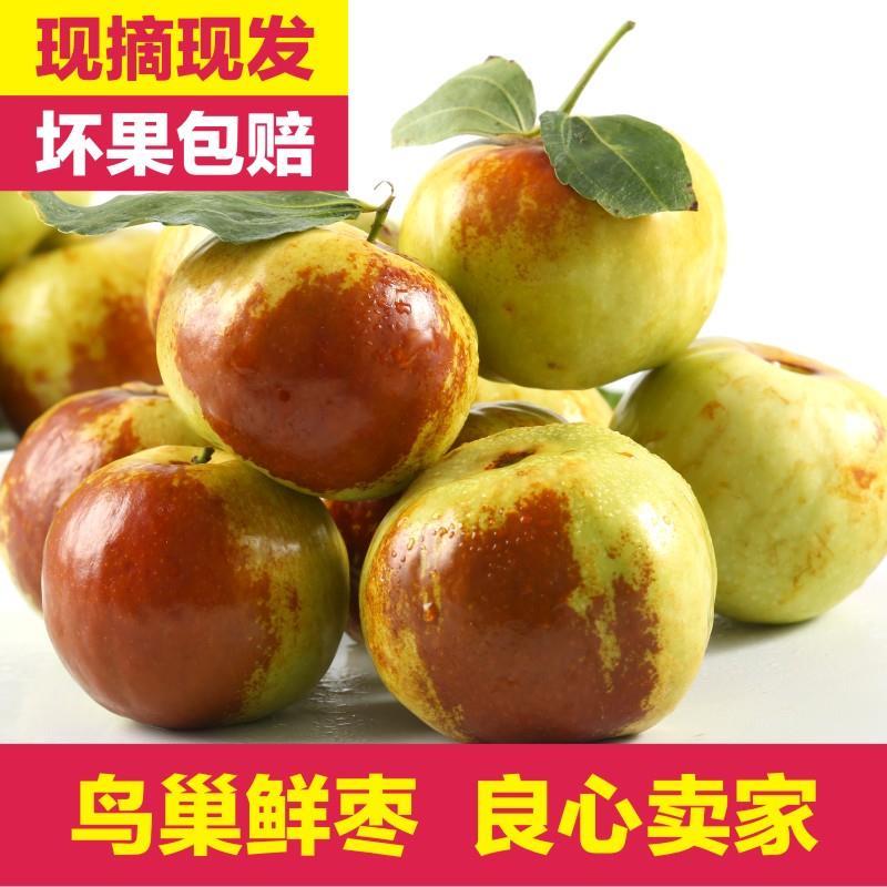 正宗蟠枣苗新地育苗，手工拔草。根系发达，品种纯正