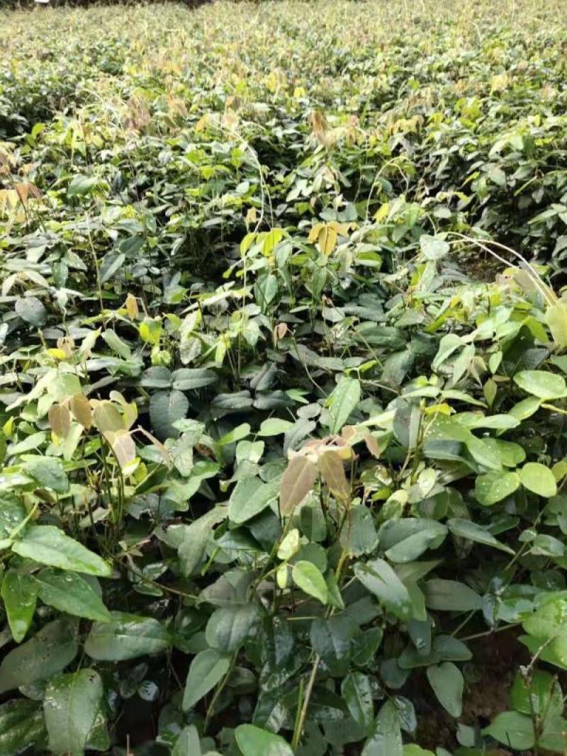 八月瓜苗山东八月瓜种苗基地香蜜果苗现挖现发保湿邮寄