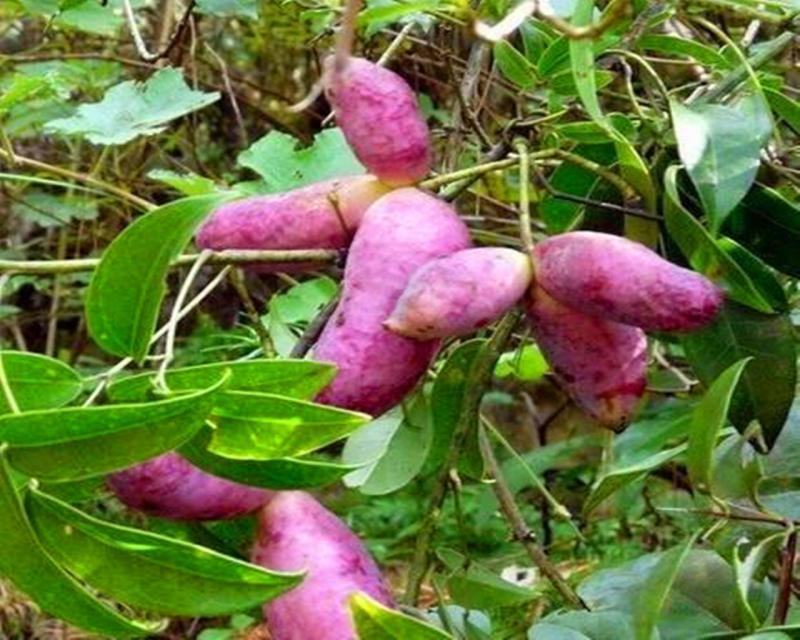 八月瓜苗山东八月瓜种苗基地香蜜果苗现挖现发保湿邮寄