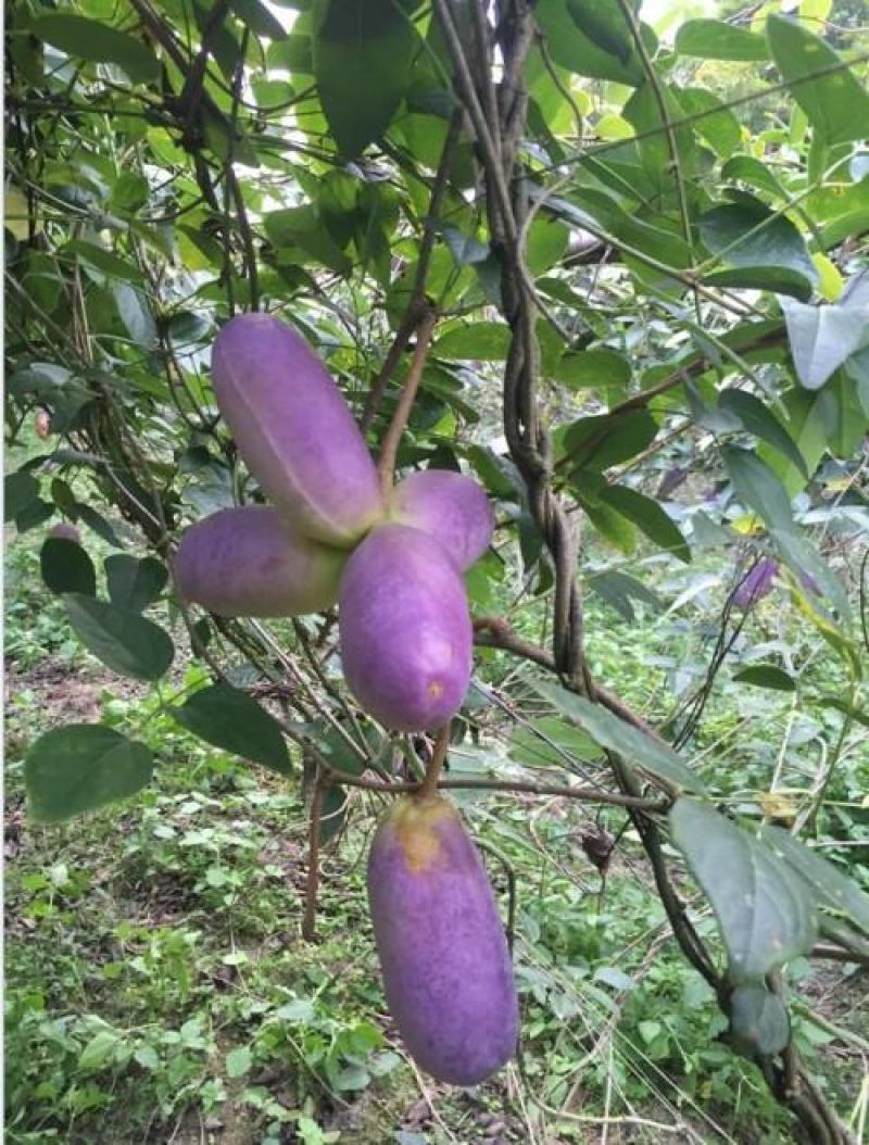 八月瓜苗山东八月瓜种苗基地香蜜果苗现挖现发保湿邮寄